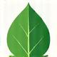 Leaf icon